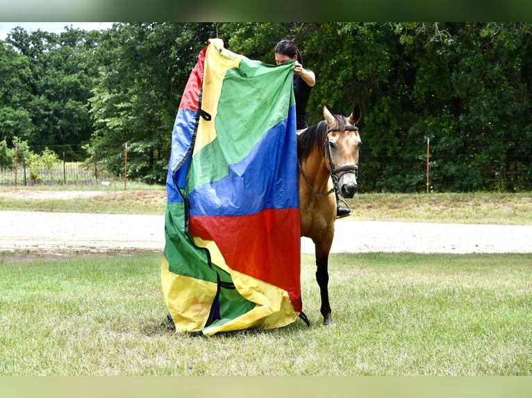 American Quarter Horse Castrone 10 Anni Pelle di daino in Stephenville