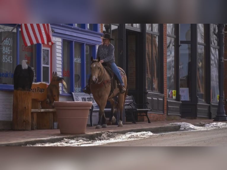 American Quarter Horse Castrone 10 Anni Pelle di daino in Bogard