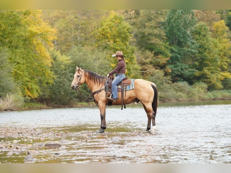 American Quarter Horse Castrone 10 Anni Pelle di daino in Clarion