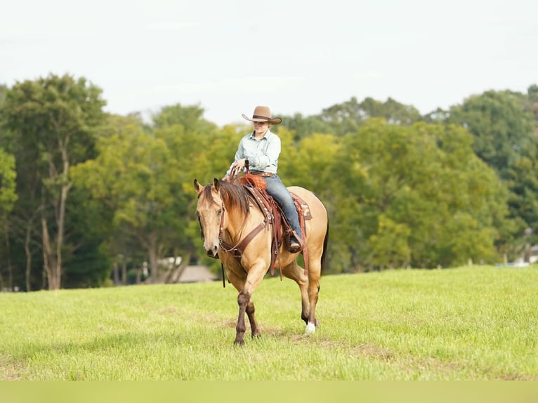 American Quarter Horse Castrone 10 Anni Pelle di daino in Clarion