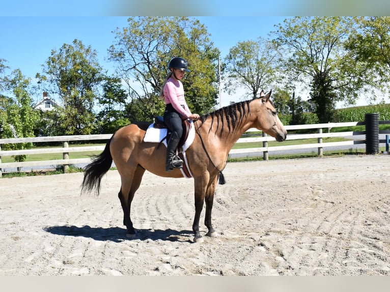American Quarter Horse Castrone 10 Anni Pelle di daino in Grantville