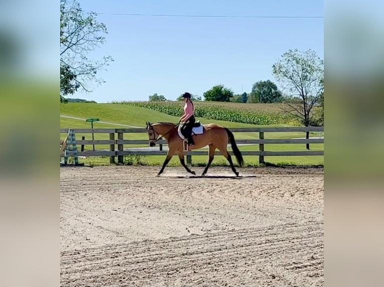 American Quarter Horse Castrone 10 Anni Pelle di daino in Grantville