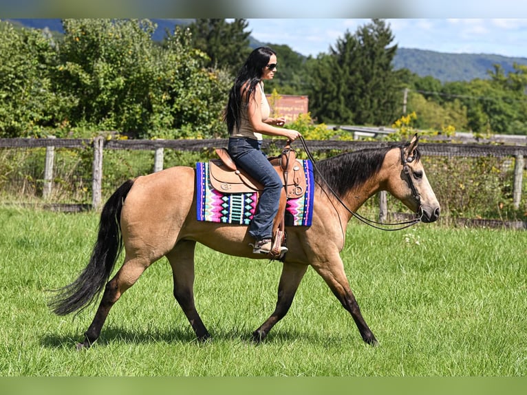 American Quarter Horse Castrone 10 Anni Pelle di daino in Grantville