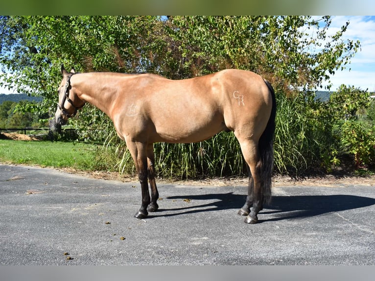American Quarter Horse Castrone 10 Anni Pelle di daino in Grantville