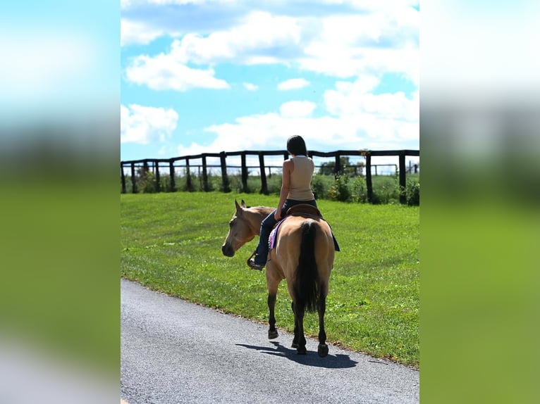 American Quarter Horse Castrone 10 Anni Pelle di daino in Grantville