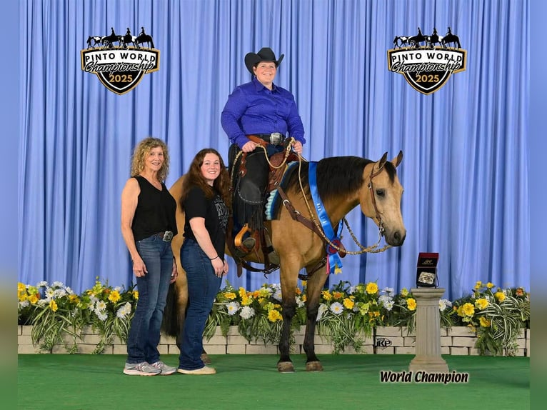 American Quarter Horse Castrone 10 Anni Pelle di daino in Grantville