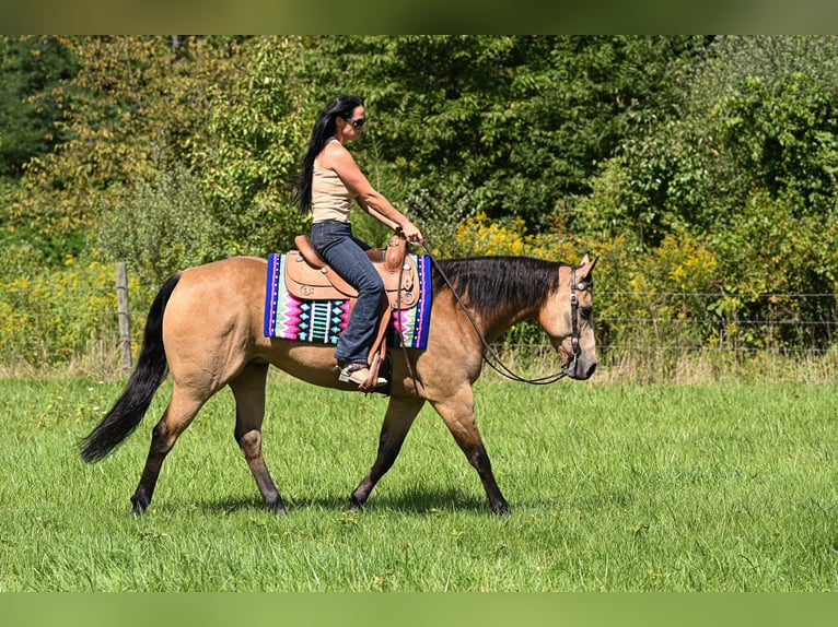 American Quarter Horse Castrone 10 Anni Pelle di daino in Grantville