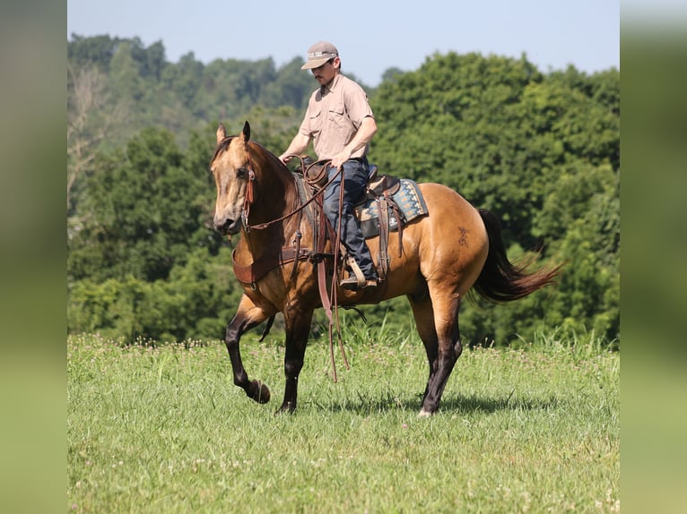 American Quarter Horse Castrone 10 Anni Pelle di daino in Mount Vernon, KY