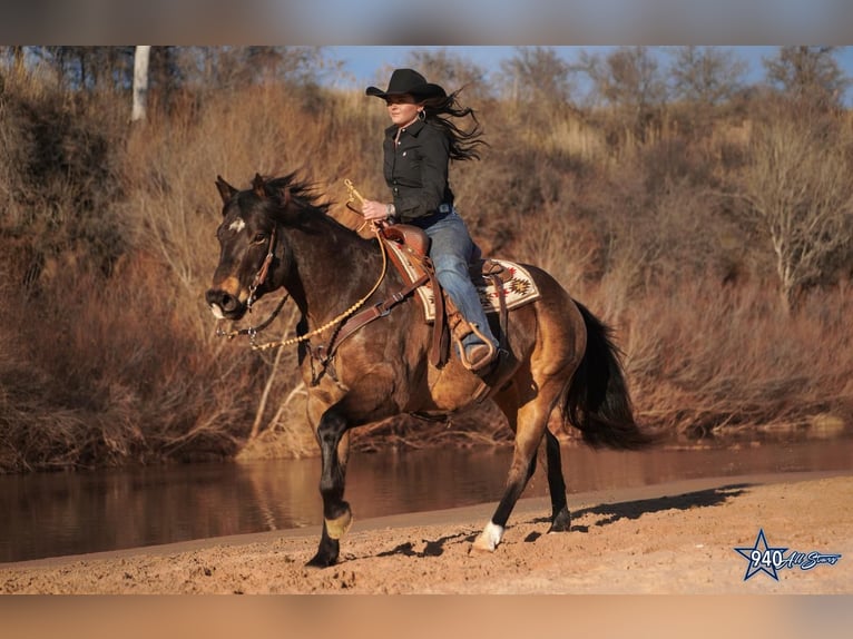 American Quarter Horse Castrone 10 Anni Pelle di daino in Addison, TX