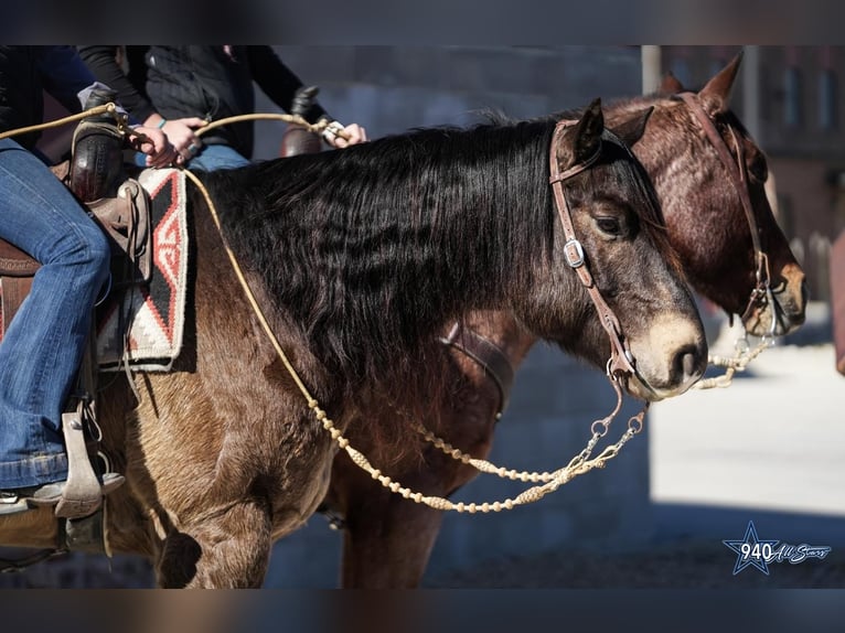 American Quarter Horse Castrone 10 Anni Pelle di daino in Addison, TX
