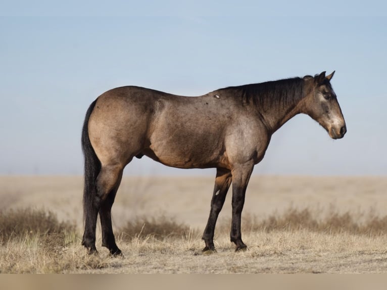 American Quarter Horse Castrone 10 Anni Pelle di daino in Canyon