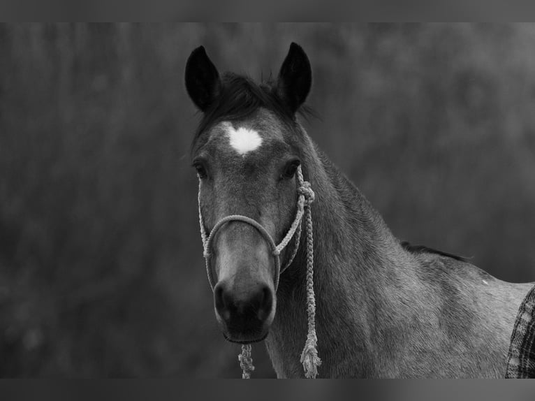 American Quarter Horse Castrone 10 Anni Pelle di daino in Canyon