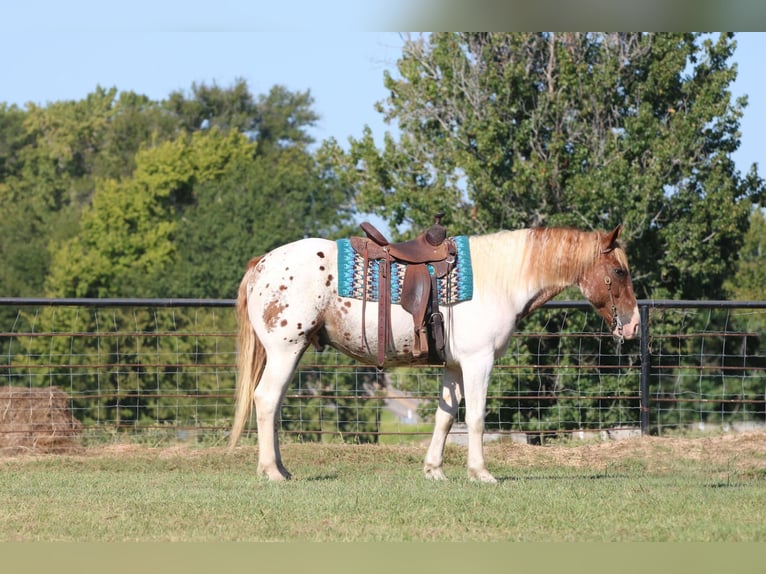 American Quarter Horse Castrone 10 Anni Pezzato in Canton, TX