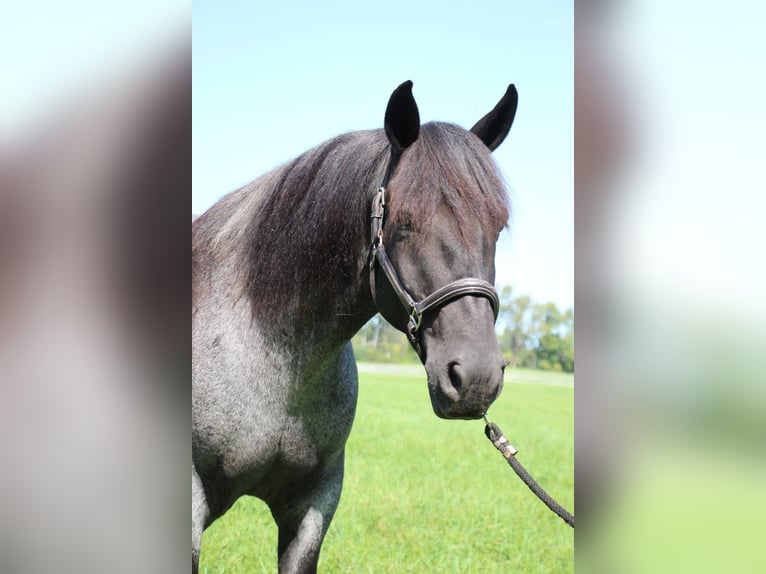 American Quarter Horse Castrone 10 Anni Roano blu in Highland MI