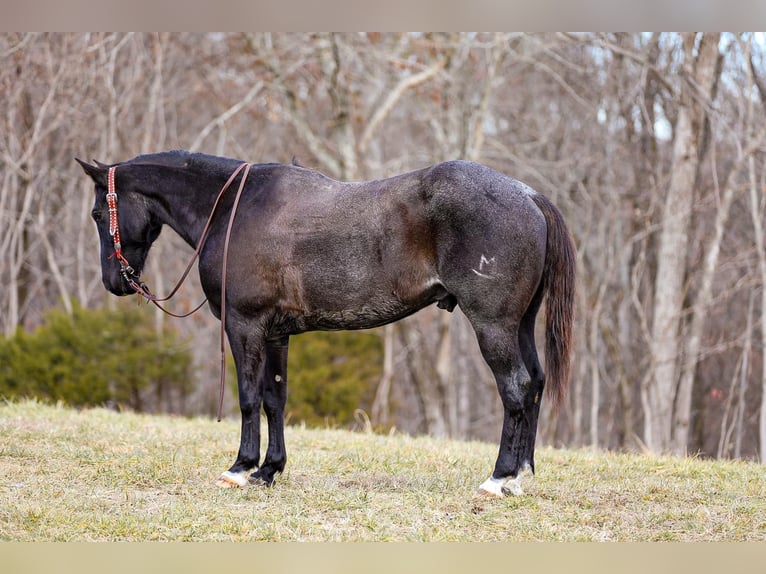 American Quarter Horse Castrone 10 Anni Roano blu in Santa Fe TN
