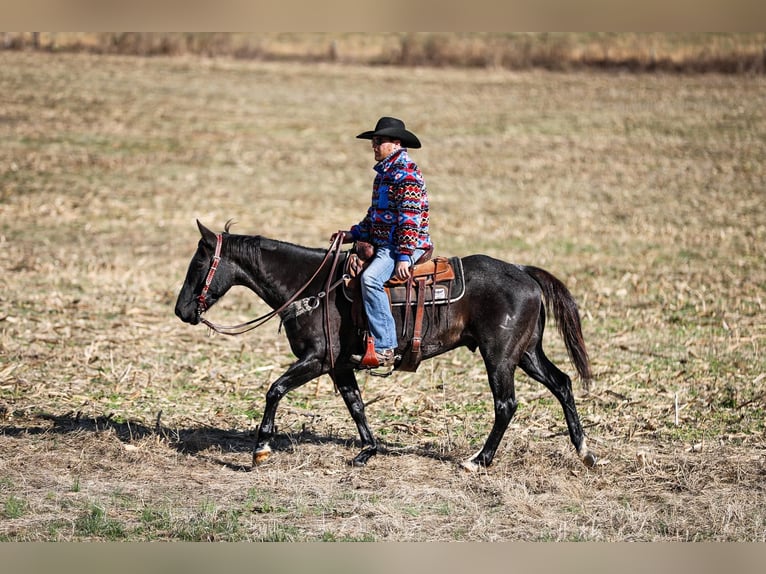 American Quarter Horse Castrone 10 Anni Roano blu in Santa Fe TN