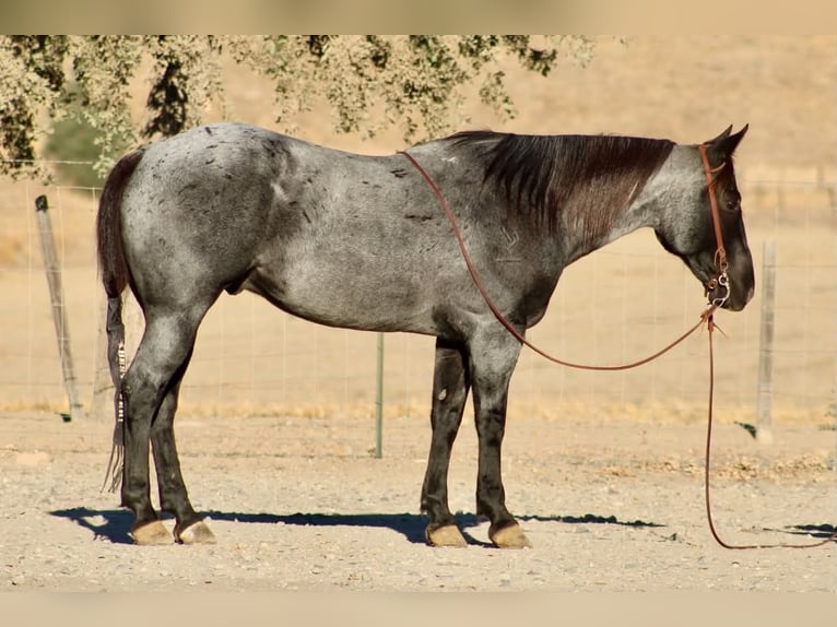 American Quarter Horse Castrone 10 Anni Roano blu in Tres Pinos