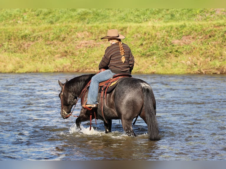 American Quarter Horse Castrone 10 Anni Roano blu in Clarion