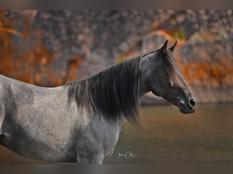 American Quarter Horse Castrone 10 Anni Roano blu in Buffalo, WY