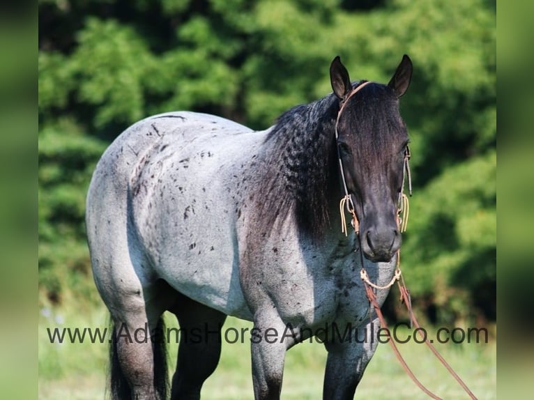 American Quarter Horse Castrone 10 Anni Roano blu in Gladstone