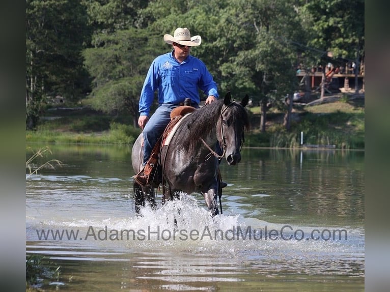 American Quarter Horse Castrone 10 Anni Roano blu in Gladstone