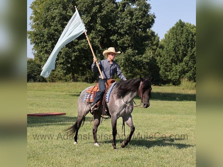 American Quarter Horse Castrone 10 Anni Roano blu in Gladstone