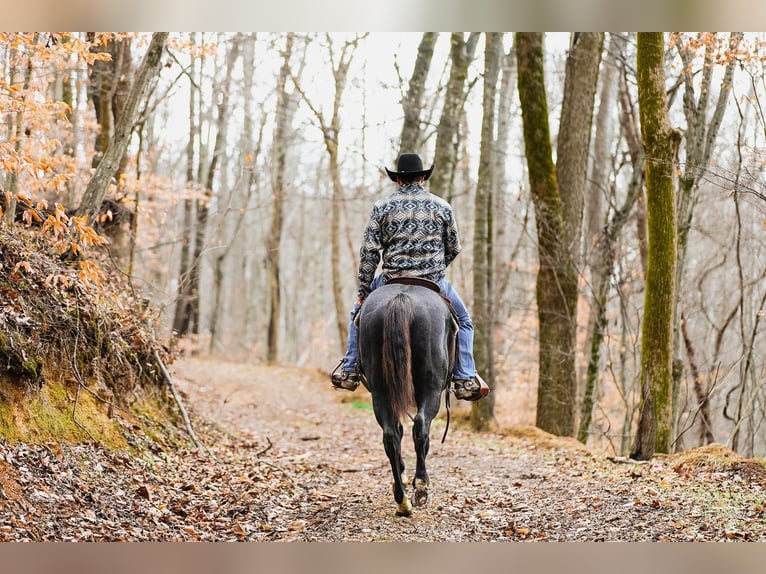 American Quarter Horse Castrone 10 Anni Roano blu in Santa Fe TN