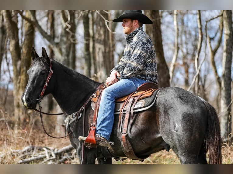 American Quarter Horse Castrone 10 Anni Roano blu in Santa Fe TN