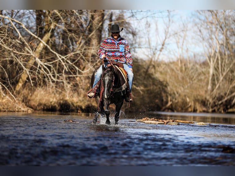 American Quarter Horse Castrone 10 Anni Roano blu in Santa Fe TN