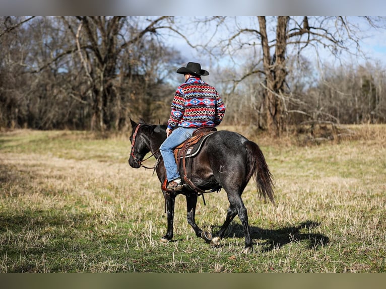 American Quarter Horse Castrone 10 Anni Roano blu in Santa Fe TN