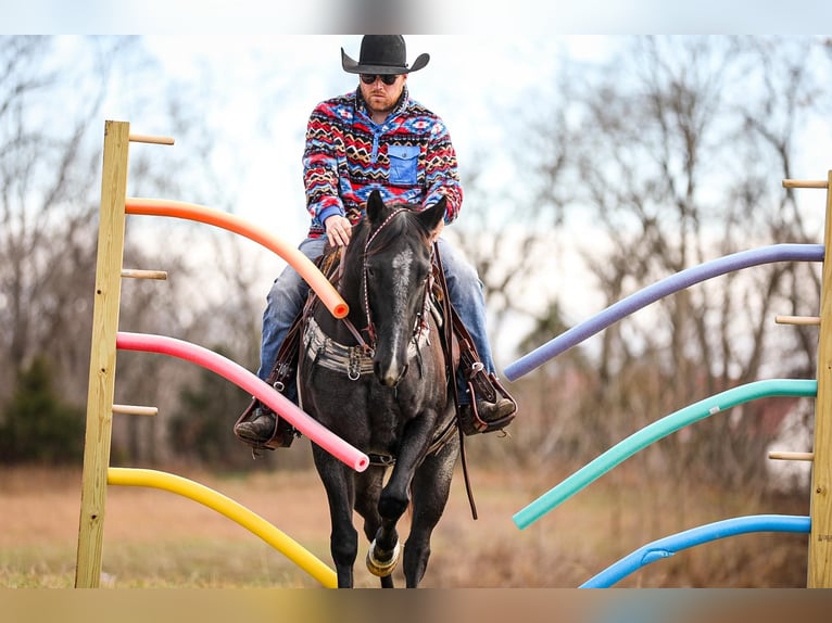 American Quarter Horse Castrone 10 Anni Roano blu in Santa Fe TN