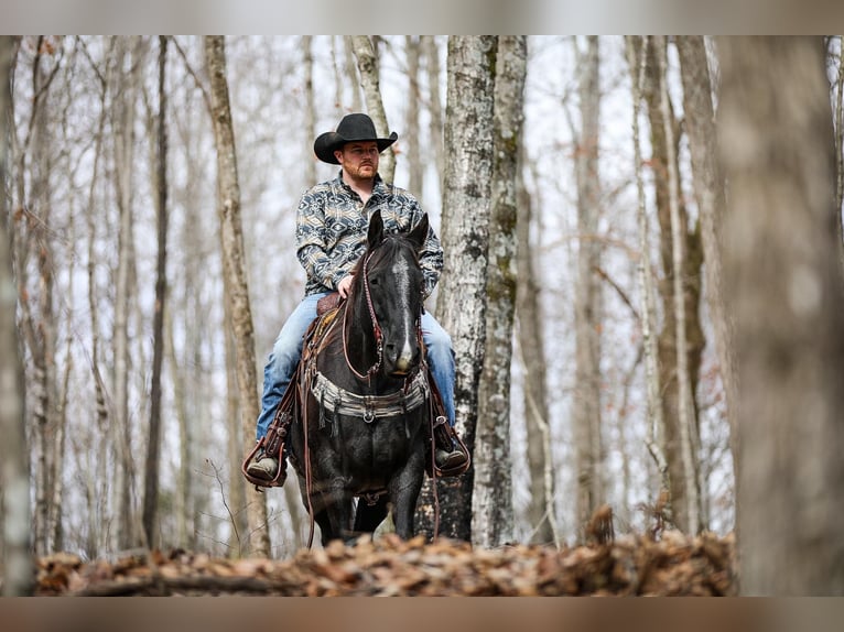 American Quarter Horse Castrone 10 Anni Roano blu in Santa Fe TN