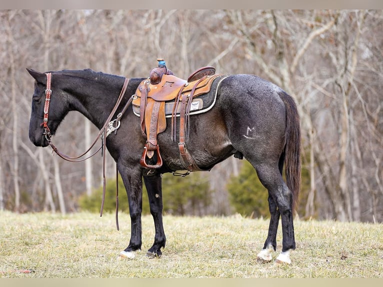 American Quarter Horse Castrone 10 Anni Roano blu in Santa Fe TN