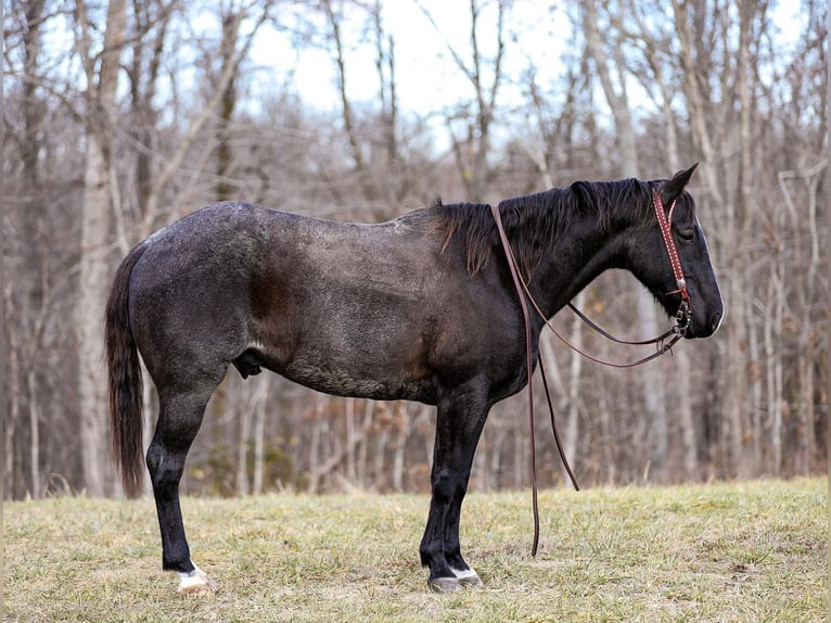 American Quarter Horse Castrone 10 Anni Roano blu in Santa Fe TN