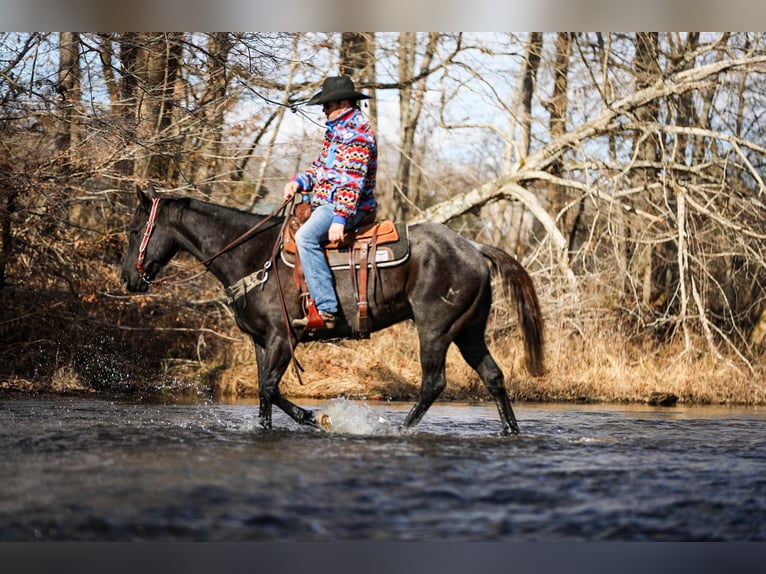 American Quarter Horse Castrone 10 Anni Roano blu in Santa Fe TN