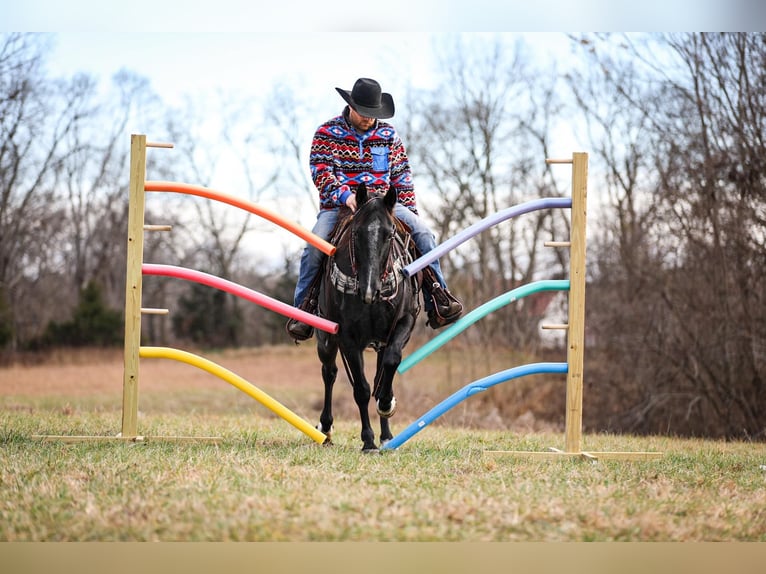 American Quarter Horse Castrone 10 Anni Roano blu in Santa Fe TN