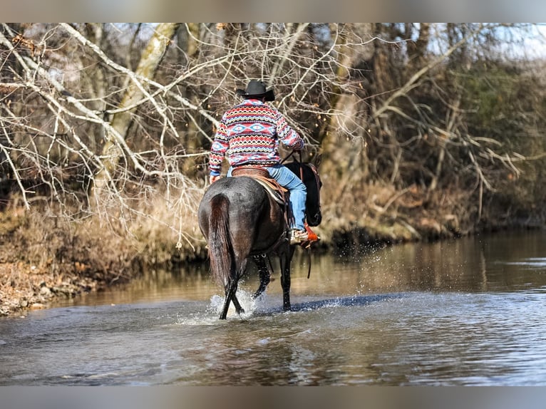 American Quarter Horse Castrone 10 Anni Roano blu in Santa Fe TN