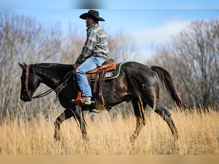 American Quarter Horse Castrone 10 Anni Roano blu in Santa Fe TN