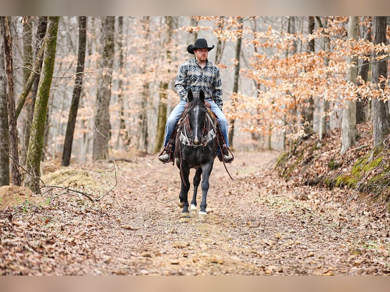 American Quarter Horse Castrone 10 Anni Roano blu in Santa Fe TN