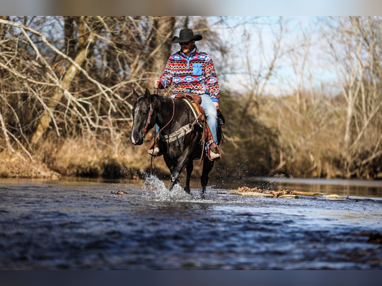 American Quarter Horse Castrone 10 Anni Roano blu in Santa Fe TN