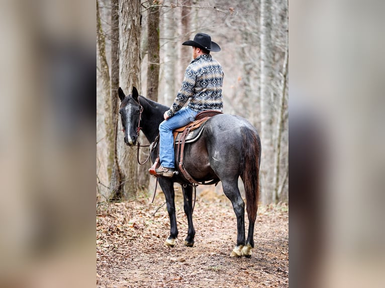 American Quarter Horse Castrone 10 Anni Roano blu in Santa Fe TN