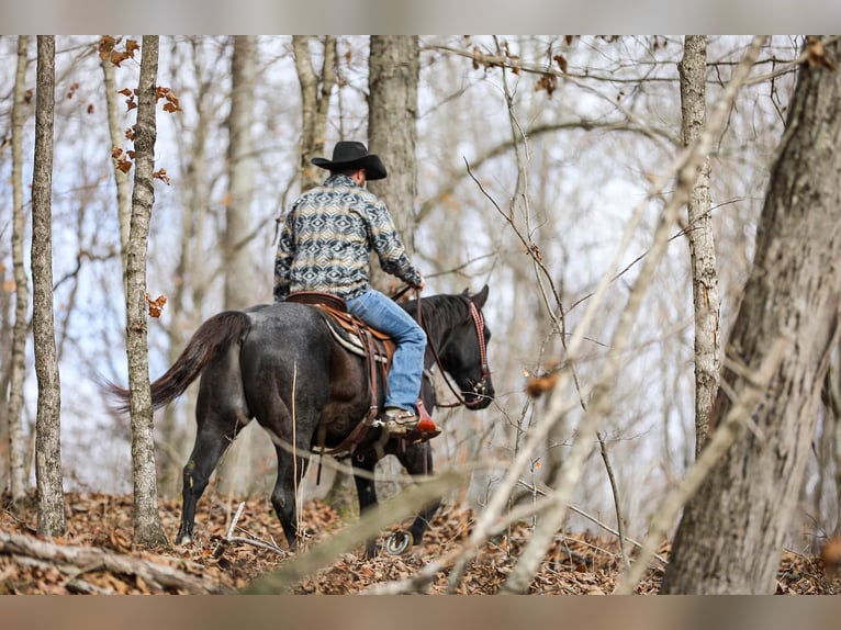 American Quarter Horse Castrone 10 Anni Roano blu in Santa Fe TN