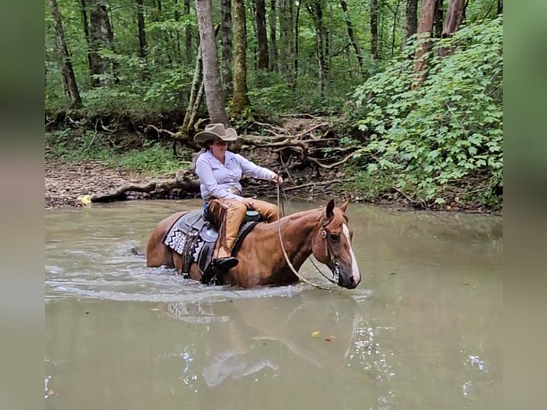 American Quarter Horse Castrone 10 Anni Roano rosso in Robards, KY