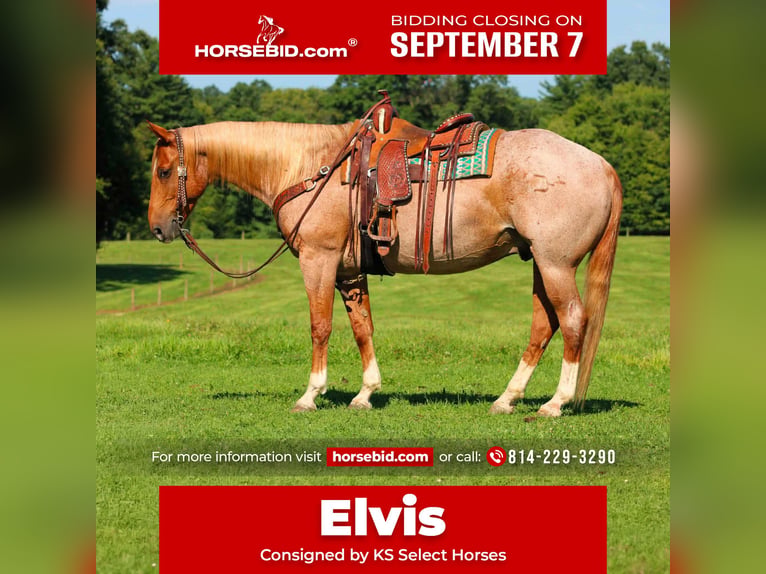 American Quarter Horse Castrone 10 Anni Roano rosso in Clarion