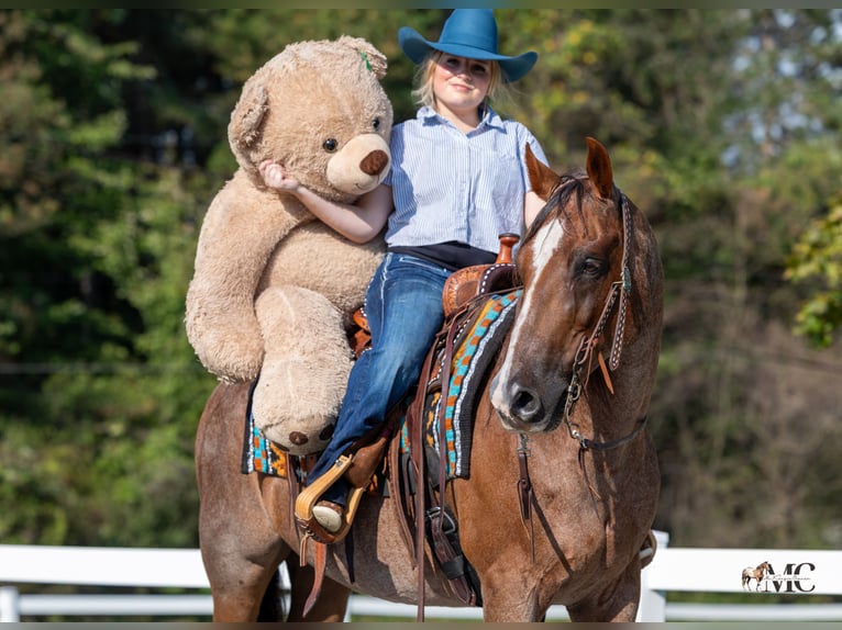 American Quarter Horse Castrone 10 Anni Roano rosso in North Bloomfield