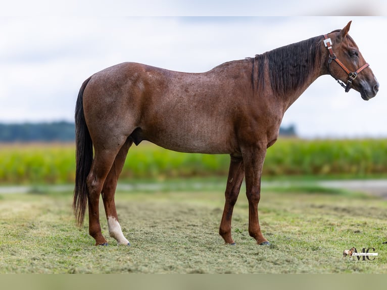American Quarter Horse Castrone 10 Anni Roano rosso in North Bloomfield