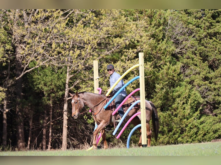 American Quarter Horse Castrone 10 Anni Roano rosso in Ripley