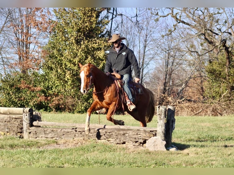 American Quarter Horse Castrone 10 Anni Sauro ciliegia in Brooksville Ky