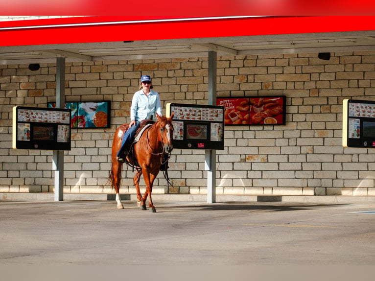 American Quarter Horse Castrone 10 Anni Sauro ciliegia in Stephenville TX