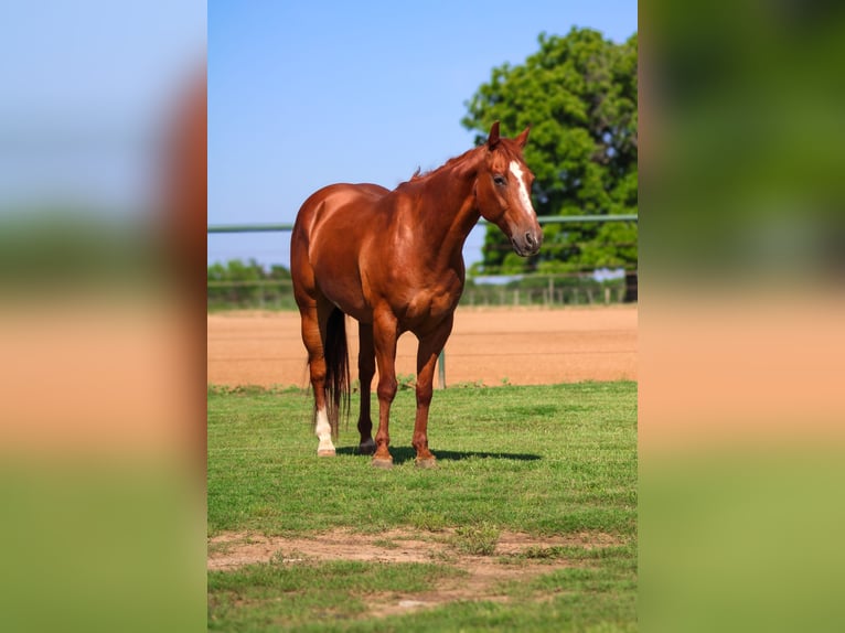 American Quarter Horse Castrone 10 Anni Sauro ciliegia in Stephenville TX